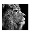 Cuadro decorativo impreso cabeza de león fondo negro