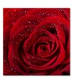 Cuadro decorativo impreso flor rosa roja