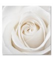 Cuadro decorativo impreso flor rosa blanca