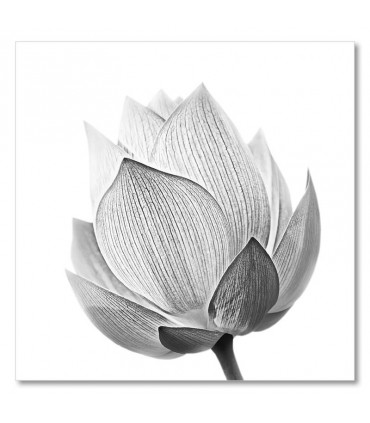 Cuadro flor blanco negro