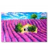 Cuadro campo lavanda