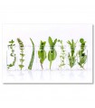 Cuadro decorativo impreso hierbas frescas