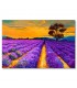 Cuadro campo lavanda