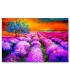 Cuadro campo lavanda