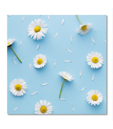 Cuadro margaritas blancas sobre fondo azul