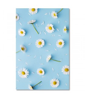 Cuadro margaritas blancas sobre fondo azul