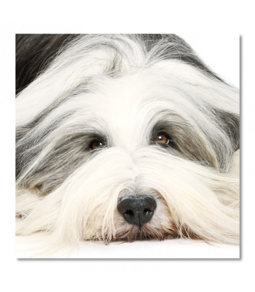 Cuadro perro blanco tumbado de pelo largo