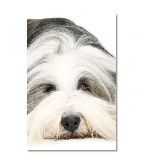 Cuadro perro blanco tumbado de pelo largo