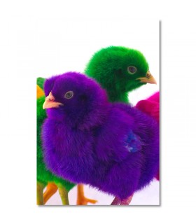 Cuadro pollitos de colores brillantes