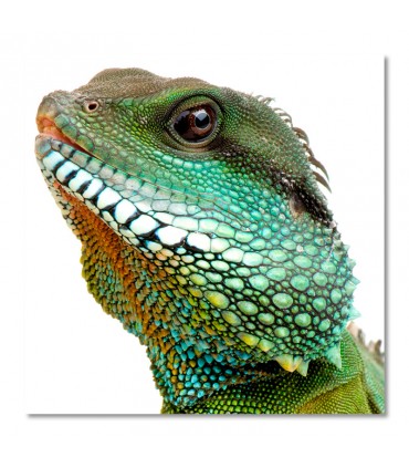 Cuadro lagarto verde de escamas brillantes