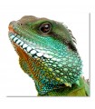 Lienzo lagarto verde de escamas brillantes