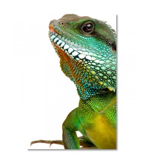 Cuadro lagarto verde de escamas brillantes