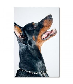 Cuadro perro negro de perfil