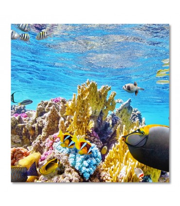 Cuadro arrecife tropical con peces de colores