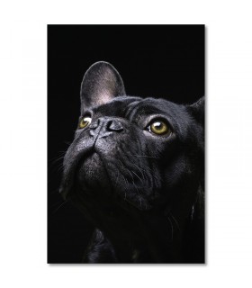 Cuadro perro negro con mirada intensa