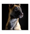 Lienzo perro belga en fondo oscuro