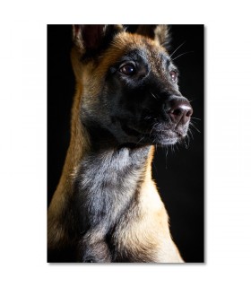 Cuadro perro belga en fondo oscuro