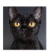 Cuadro gato negro ojos amarillos