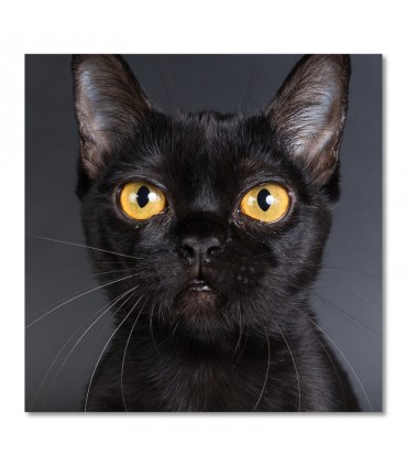 Cuadro gato negro ojos amarillos