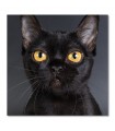 Lienzo gato negro ojos amarillos