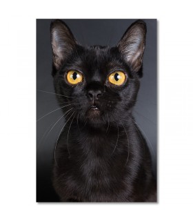 Cuadro gato negro ojos amarillos