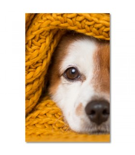 Cuadro perro bajo manta mostaza