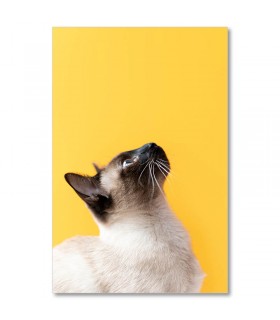 Cuadro lateral de gato siamés sobre fondo amarillo