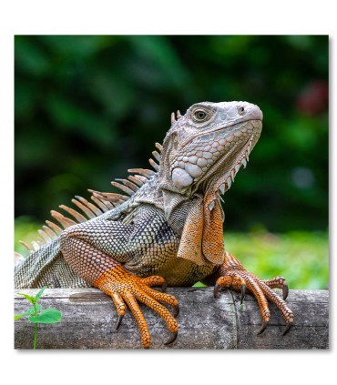 Cuadro iguana sobre tronco