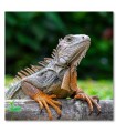 Iguana sobre tronco en lienzo decorativo natural