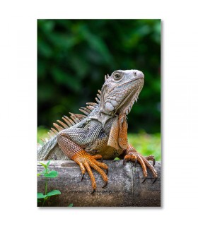 Cuadro iguana sobre tronco