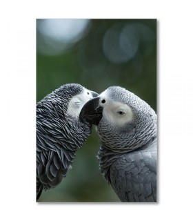 Cuadro loros grises africanos