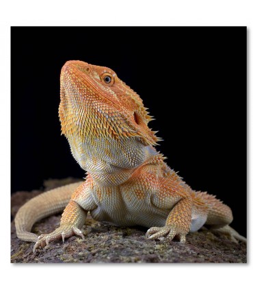 Cuadro dragon barbudo naranja sobre fondo negro