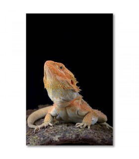 Cuadro dragon barbudo naranja sobre fondo negro