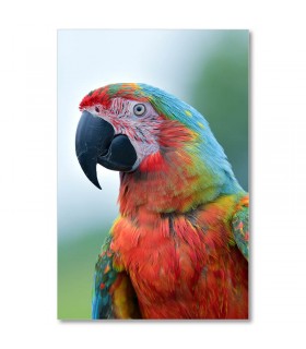 Cuadro de guacamayo multicolor en primer plano