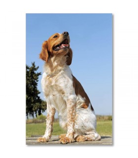 Cuadro perro blanco y canela en paisaje soleado