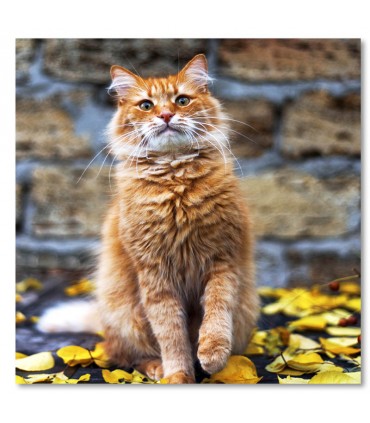 Cuadro gato pelirrojo sobre hojas amarillas