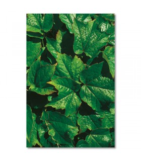 Cuadro hojas verdes tropicales