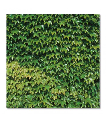 Cuadro vegetacion verde densa