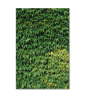 Cuadro vegetacion verde densa