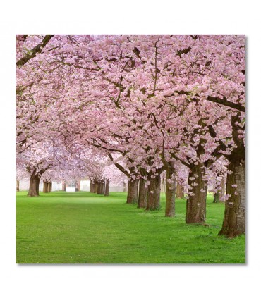 Cuadro paseo bajo arboles rosados en flor