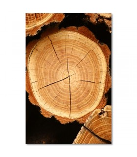 Cuadro corte de tronco con textura natural