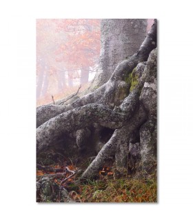 Cuadro raíces retorcidas en un bosque brumoso