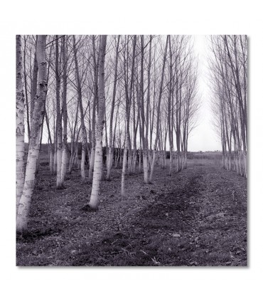 Cuadro bosque nevado en tonos blancos y grises