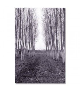 Cuadro bosque nevado en tonos blancos y grises