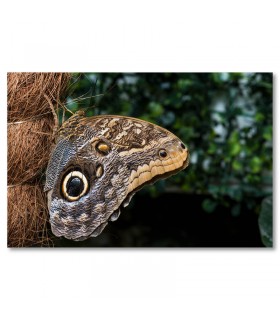 Cuadro mariposa tropical