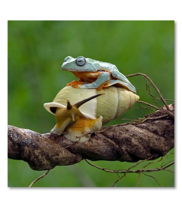 Cuadro rana sobre caracol en rama natural