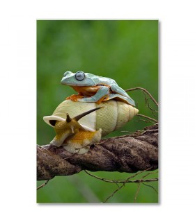 Cuadro rana sobre caracol en rama natural