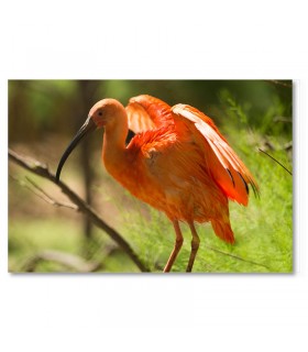 Cuadro ave roja tropical exótica