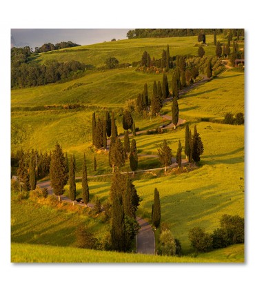 Cuadro paisaje con cipreses y carretera