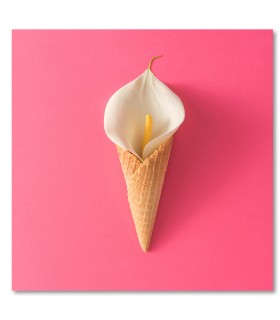 Cuadro flor helado sobre fondo rosa